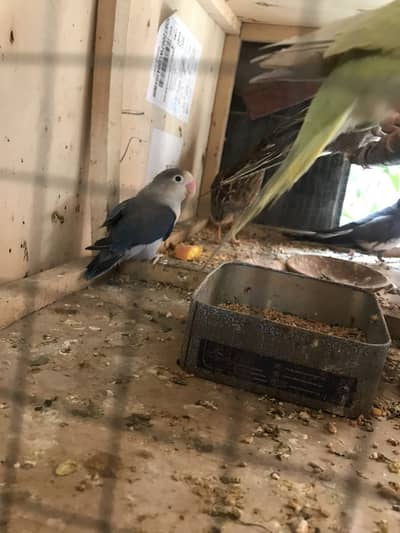 Love birds budgies and cockatiel and fiches and cage for sale