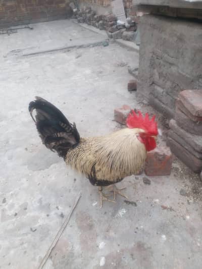 pure golden misri murga age 2 year