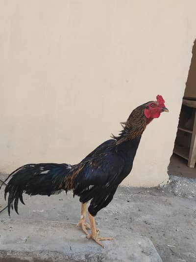 Aseel black jawa