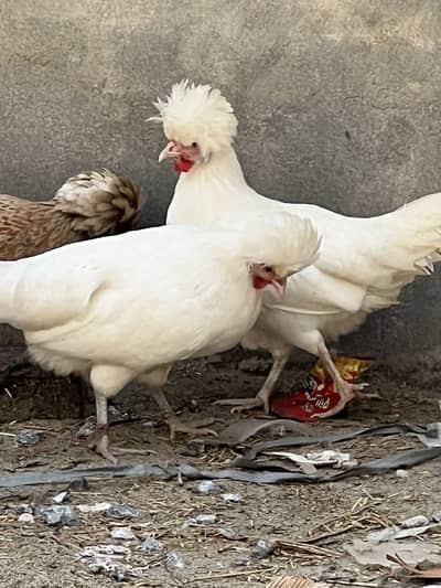 White&buff polish breeder female for sale