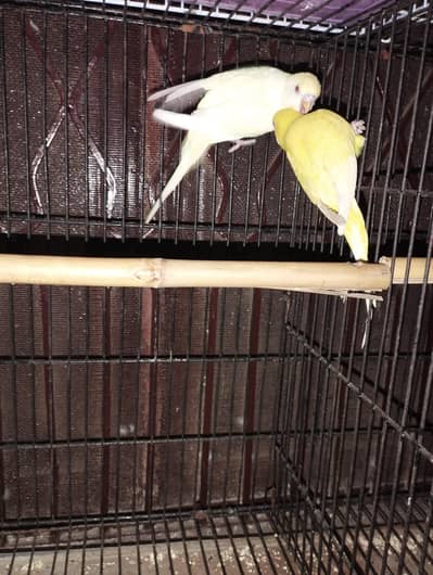 breeder  red eye budgie
