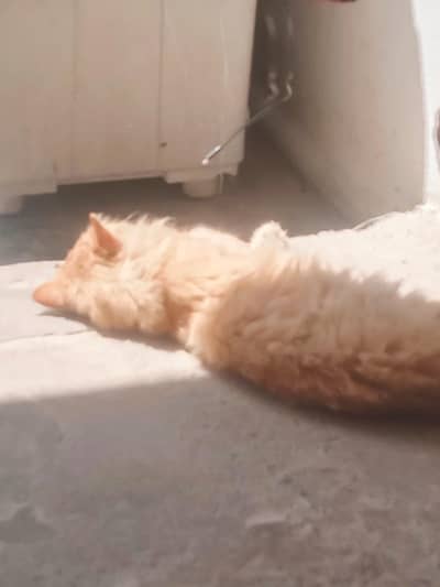 Persian cat for sale