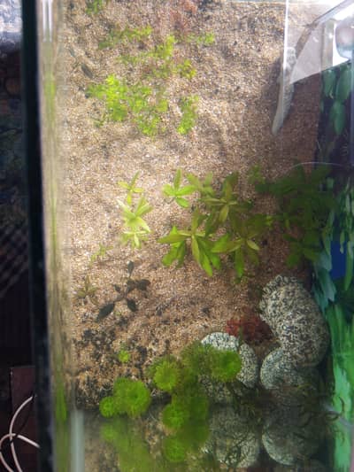1.5 feet plus tank with planted setup