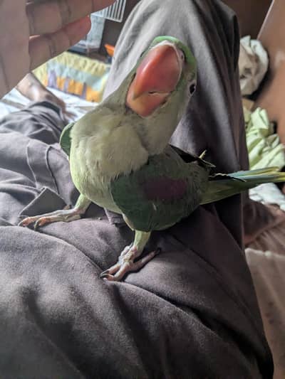 kashmiri raw parrot