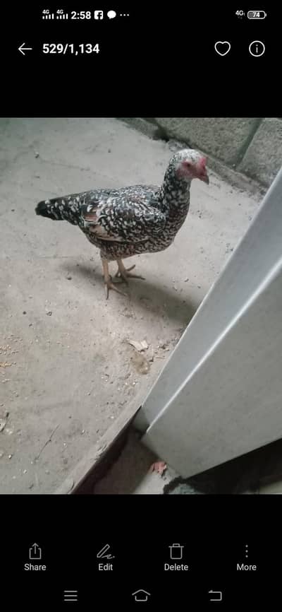 for sale