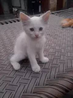 Persian kittens male,/female