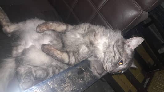 male main coon mix breed