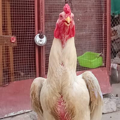 Aseel Beauty