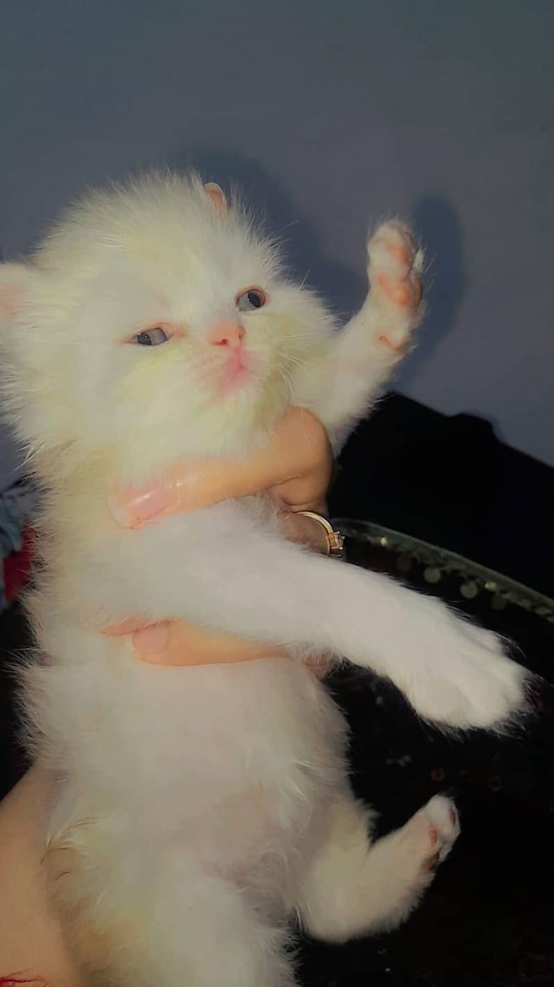 Persian 0