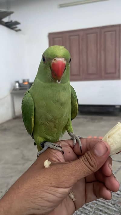 indian Ringneck green paroot