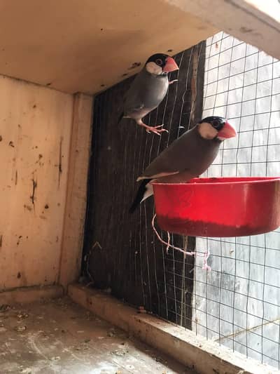 cocktail pair love bird finches or budgies for sale