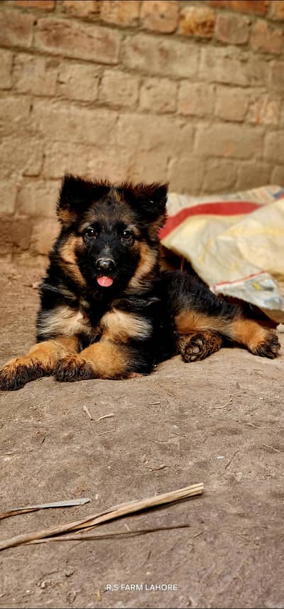 Top Notch Quality Long coat German shepherd puppies