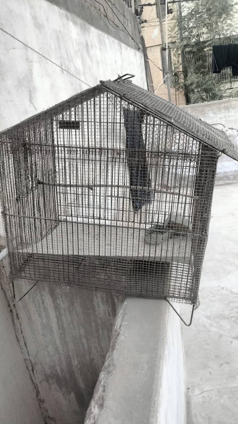 single cages 1