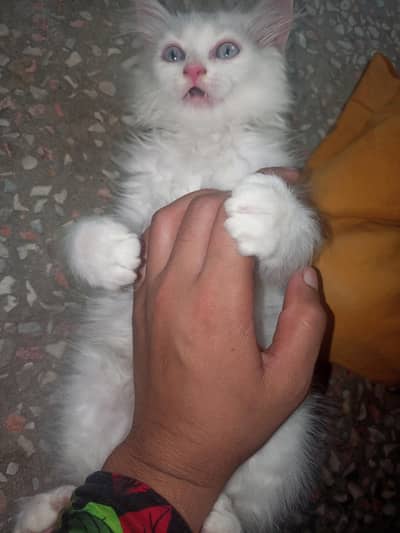 Persian male cat