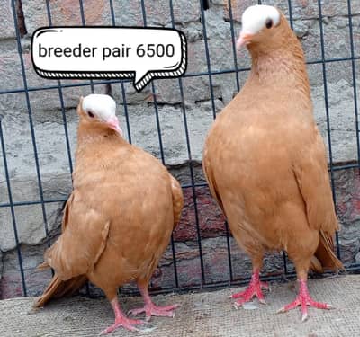 fancy pigeon | kabutar| Jacobin|  frillback saddle | amarican fantail|