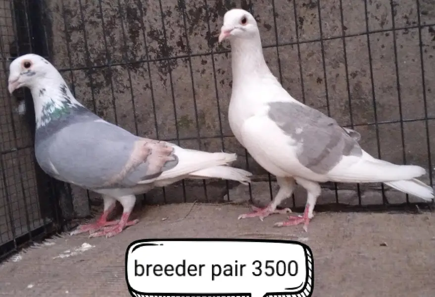 fancy pigeon | kabutar| Jacobin|  frillback saddle | amarican fantail| — photo 8