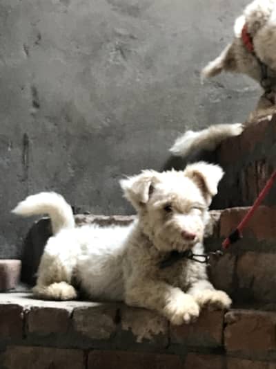 poodle dog for sale urgent