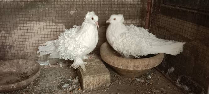 frill pigeon albino love bird jawa for sale