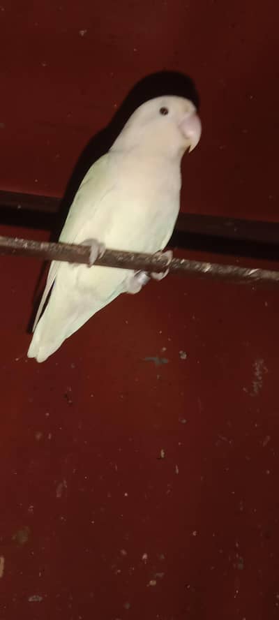 frill pigeon albino love bird jawa for sale