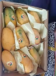 mango 2