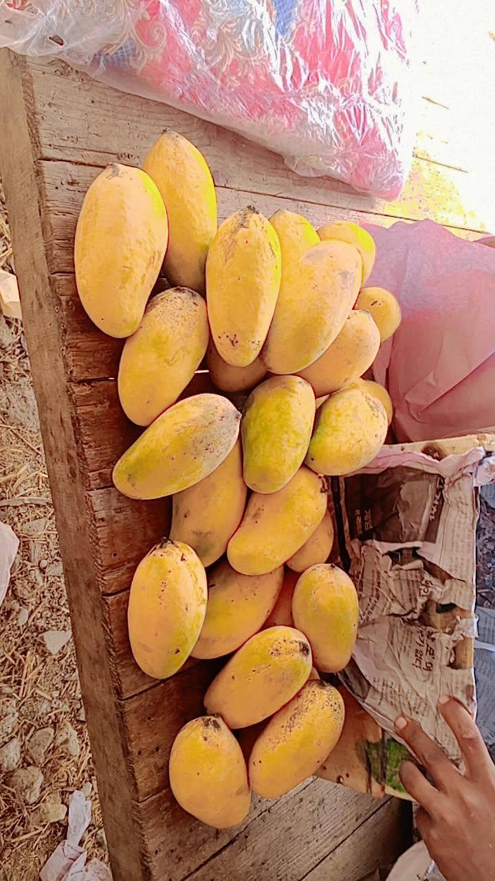 mango 5