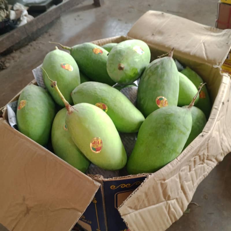 mango 6
