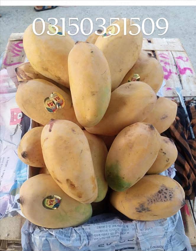 mango 11