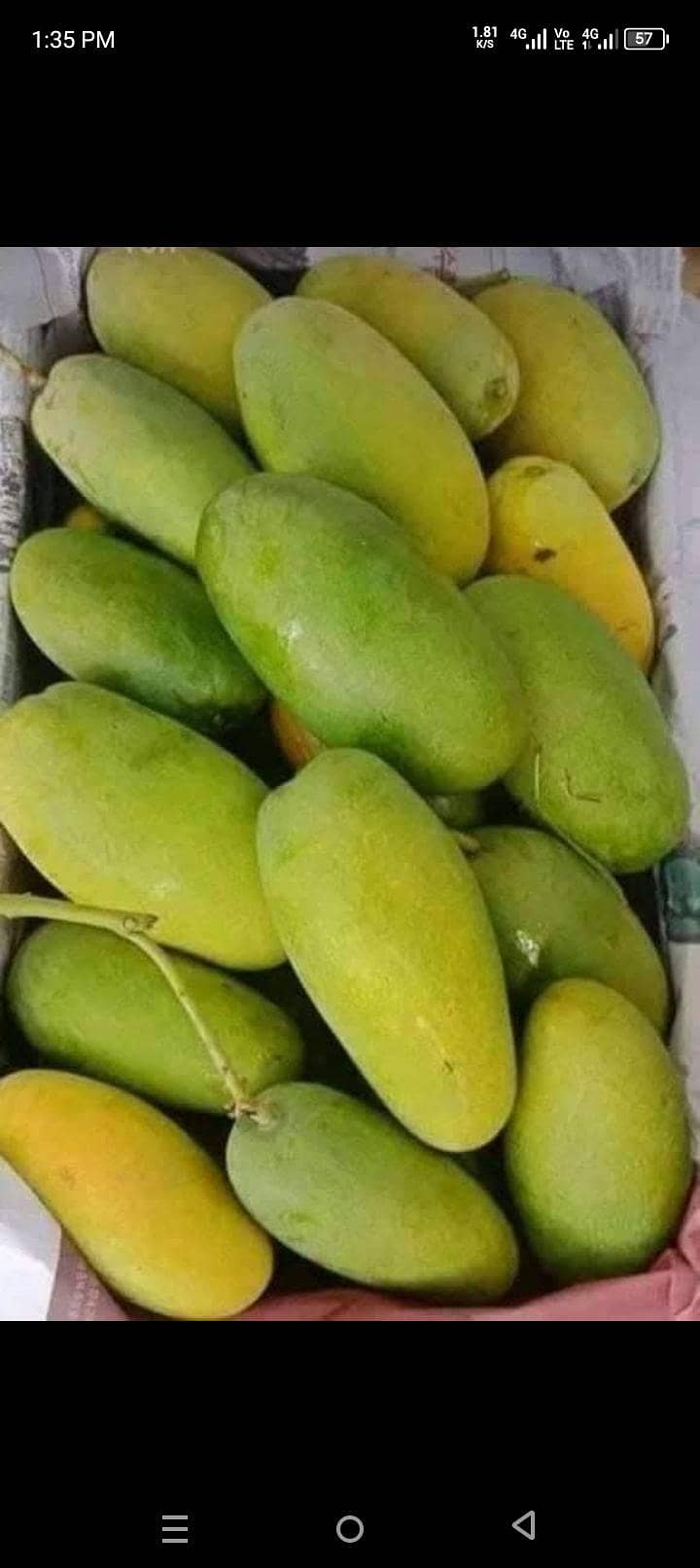 mango 12