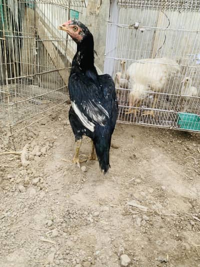 Aseel miawali Murgi for sale