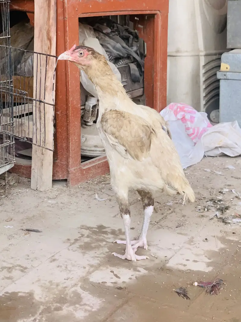 Aseel miawali Murgi for sale — photo 3