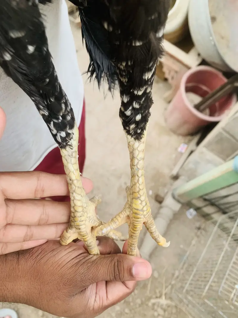 Aseel miawali Murgi for sale — photo 4