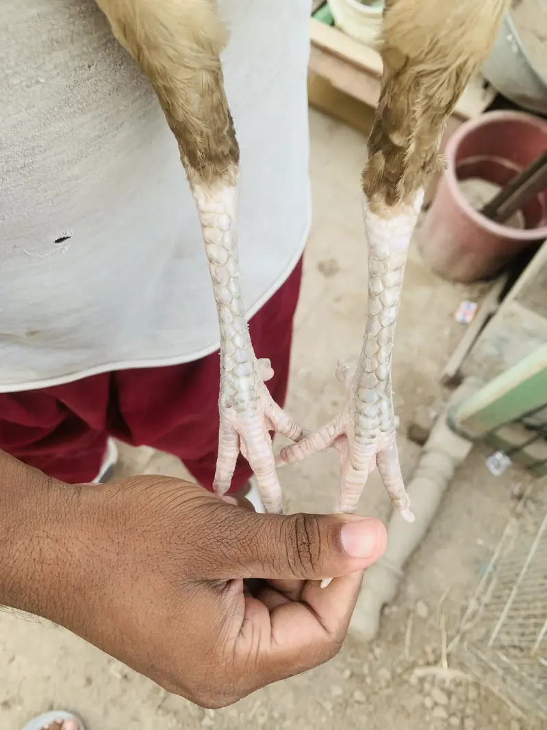 Aseel miawali Murgi for sale — photo 5