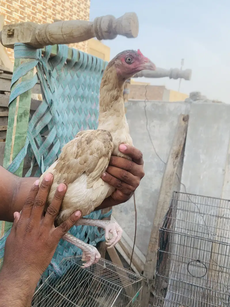 Aseel miawali Murgi for sale — photo 6