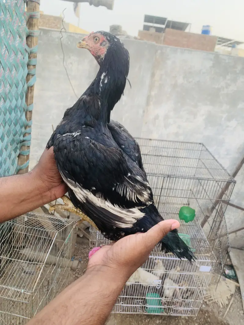 Aseel miawali Murgi for sale — photo 7