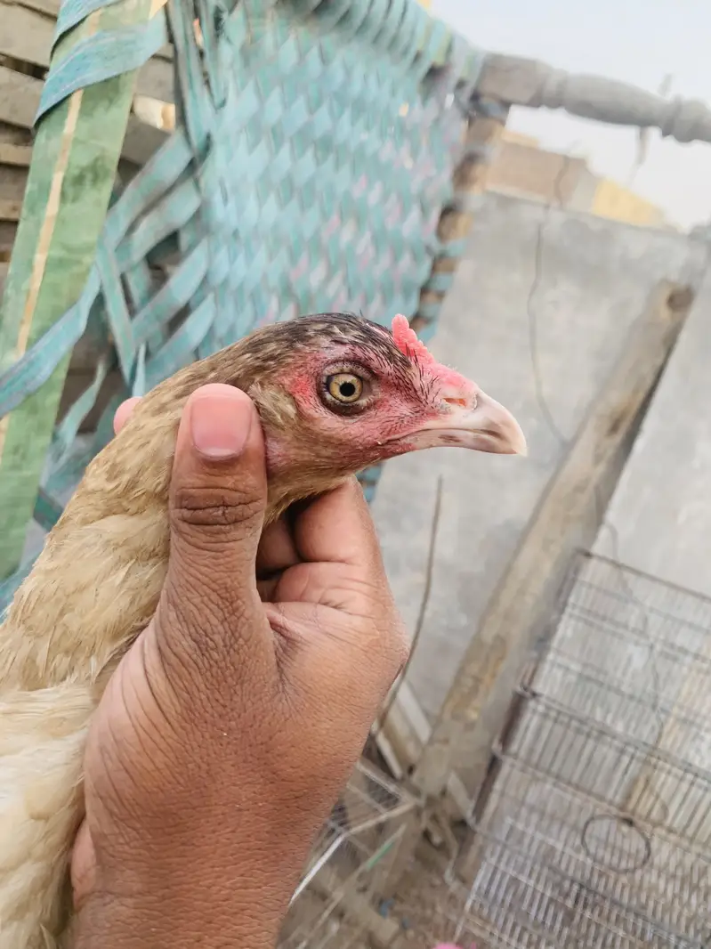Aseel miawali Murgi for sale — photo 8