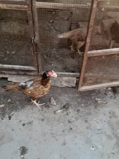 aseel murgi or murga for sale