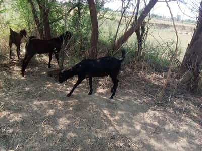 2 dant bakra for sale 03203692880