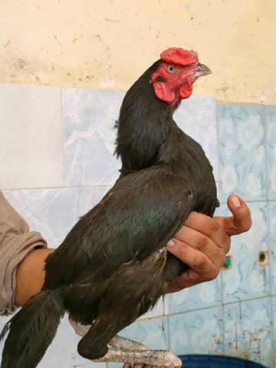 aseel birds