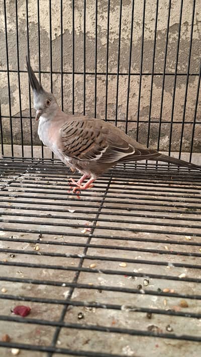 crested dove
