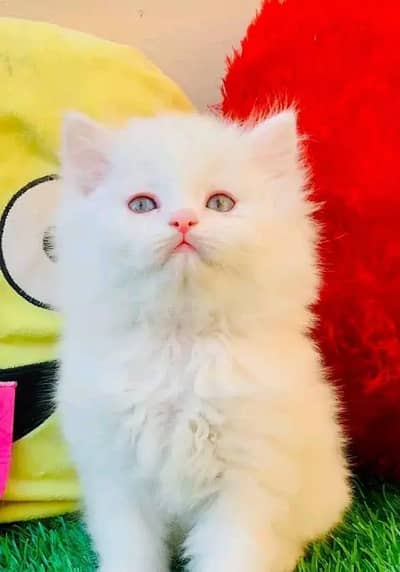 High Quality Persion Kittens