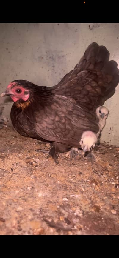 Silky japanese cross chicks
