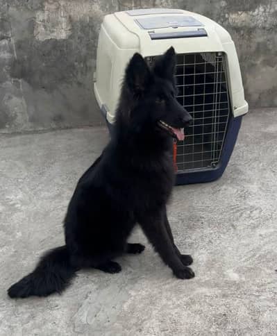 black german shepherd three dot