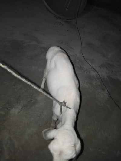 For sale 50k