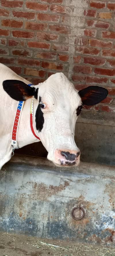 freezen cross cow