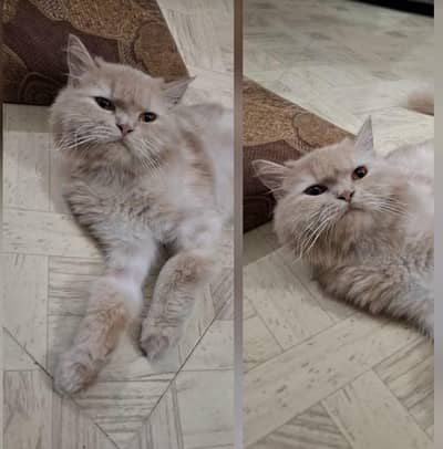 house cat