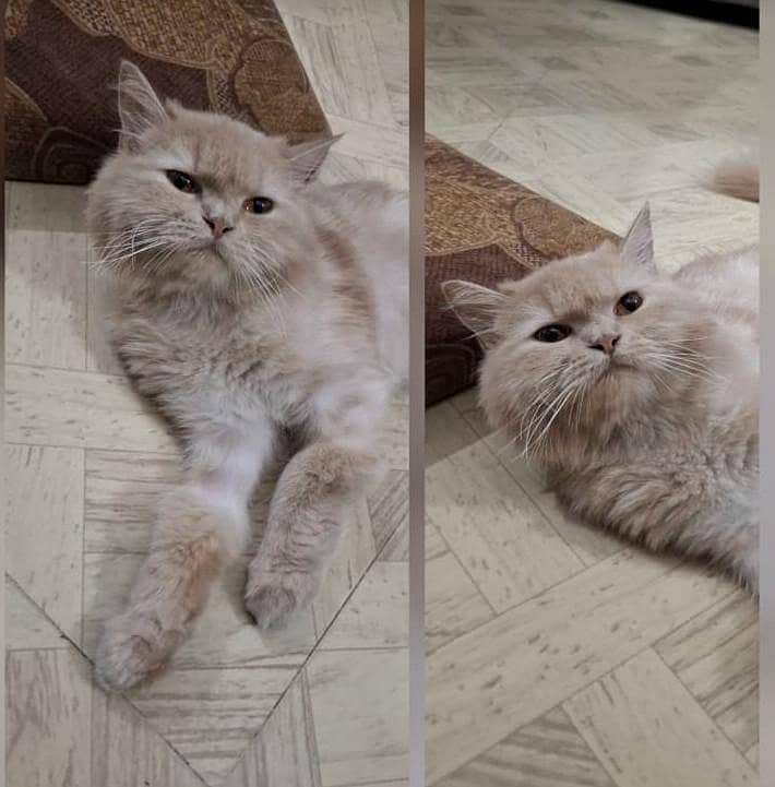 Persion Cat 0