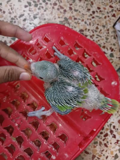 Ringneck Chick