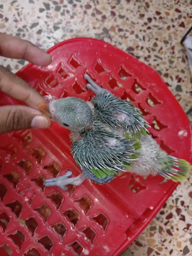 Ringneck Chick 0