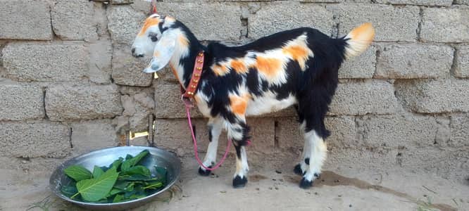 goats 