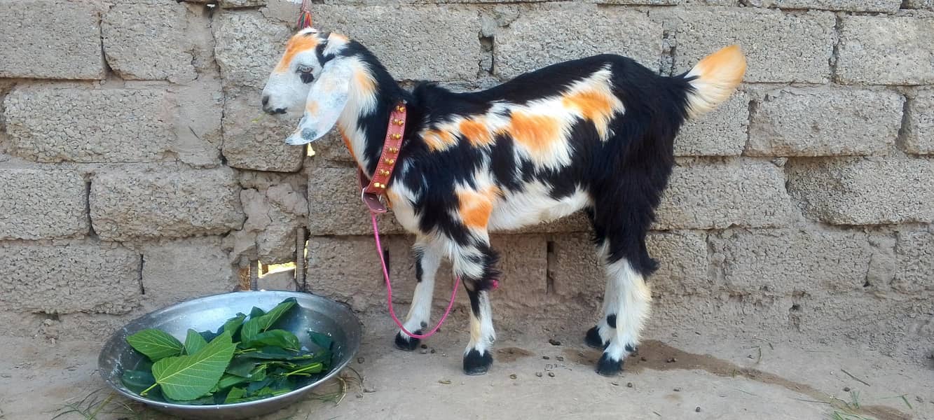 goats  0